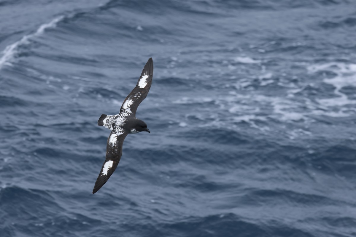 buřňák černobílý - ML646240202