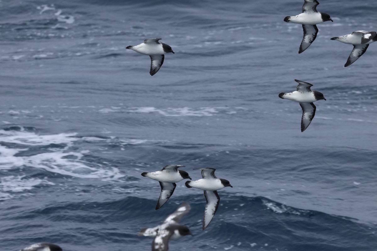 buřňák černobílý - ML646240203