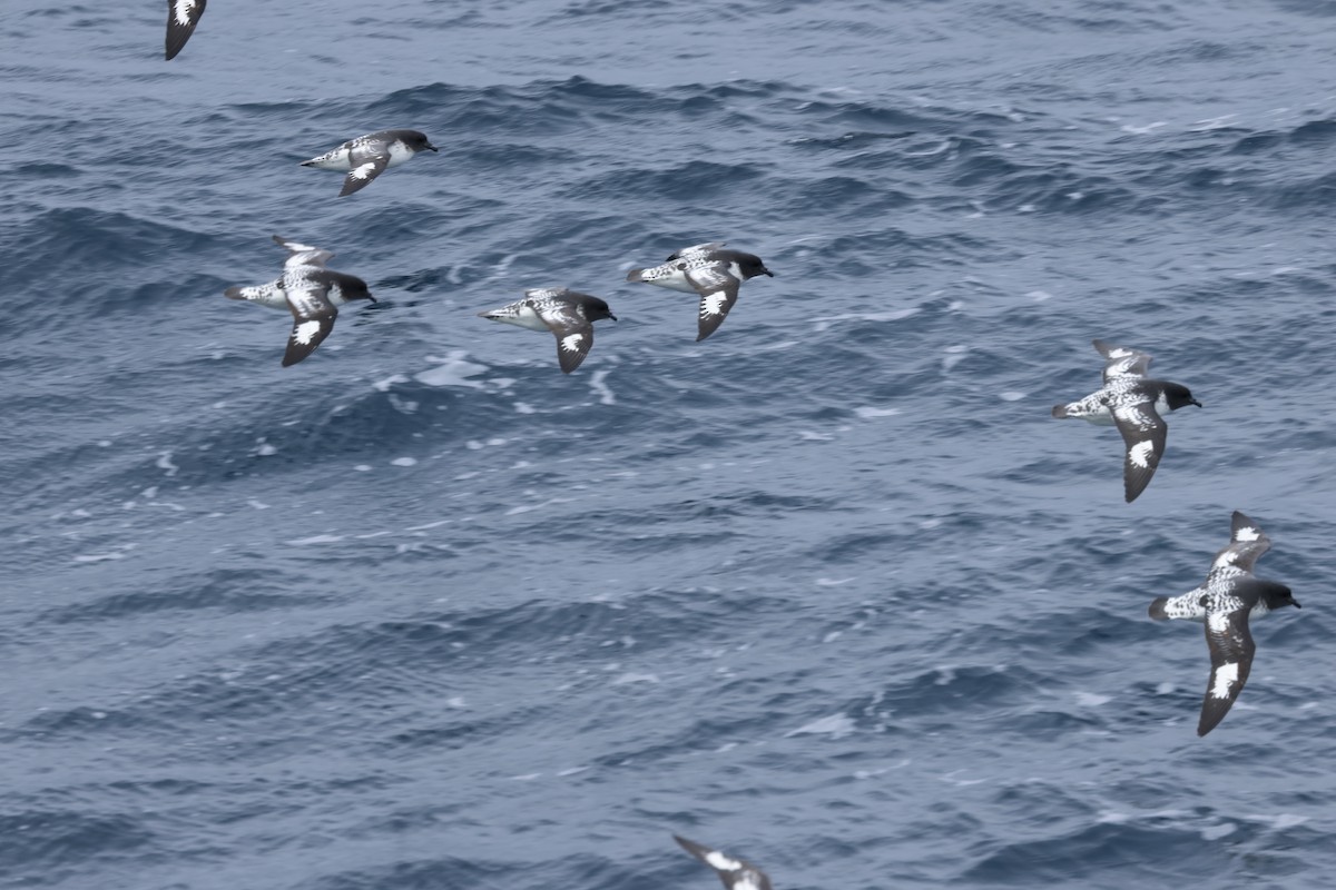 buřňák černobílý - ML646240204