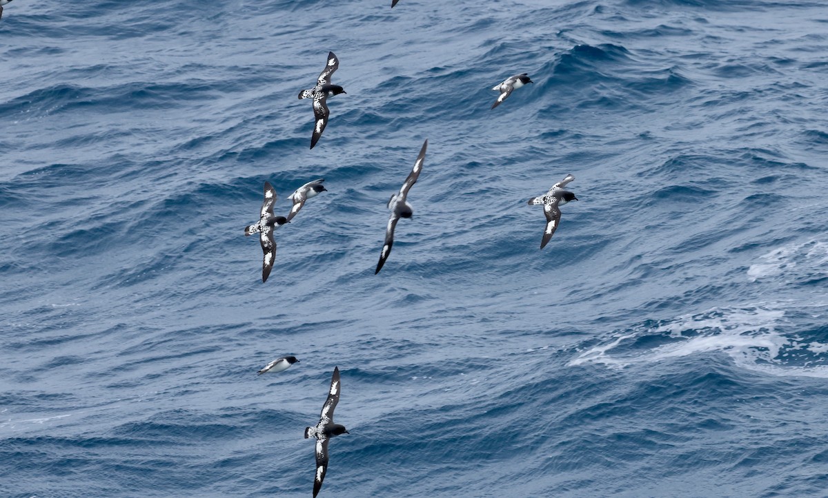 buřňák černobílý - ML646240205