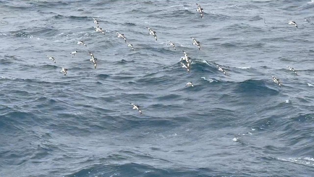 סערון הכף - ML646240207