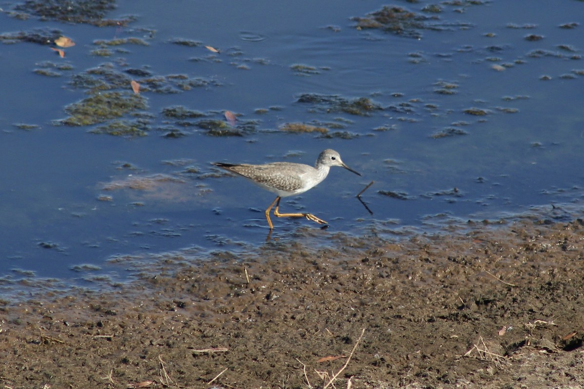 小黃腳鷸 - ML646240208