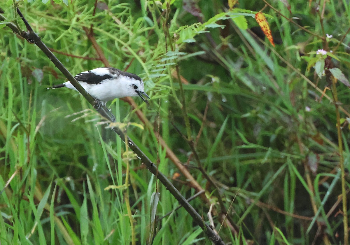 Pied Water-Tyrant - ML646240209