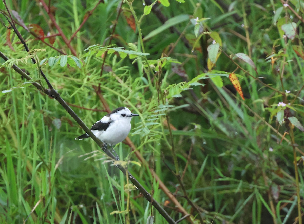 Pied Water-Tyrant - ML646240210