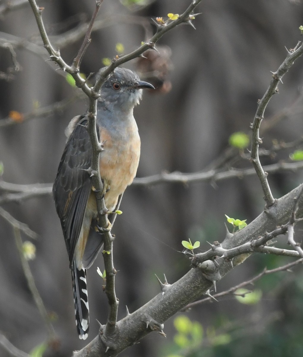 Plaintive Cuckoo - ML646240211
