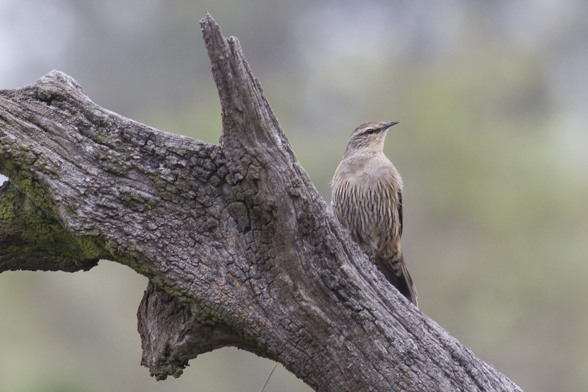 Brown Treecreeper - ML646240212