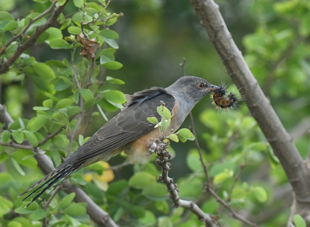 Plaintive Cuckoo - ML646240214