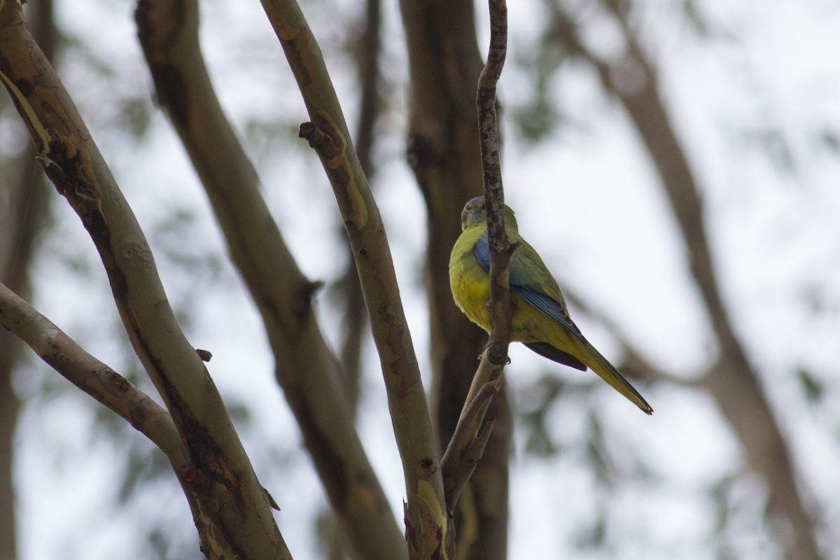 Turquoise Parrot - ML646240218