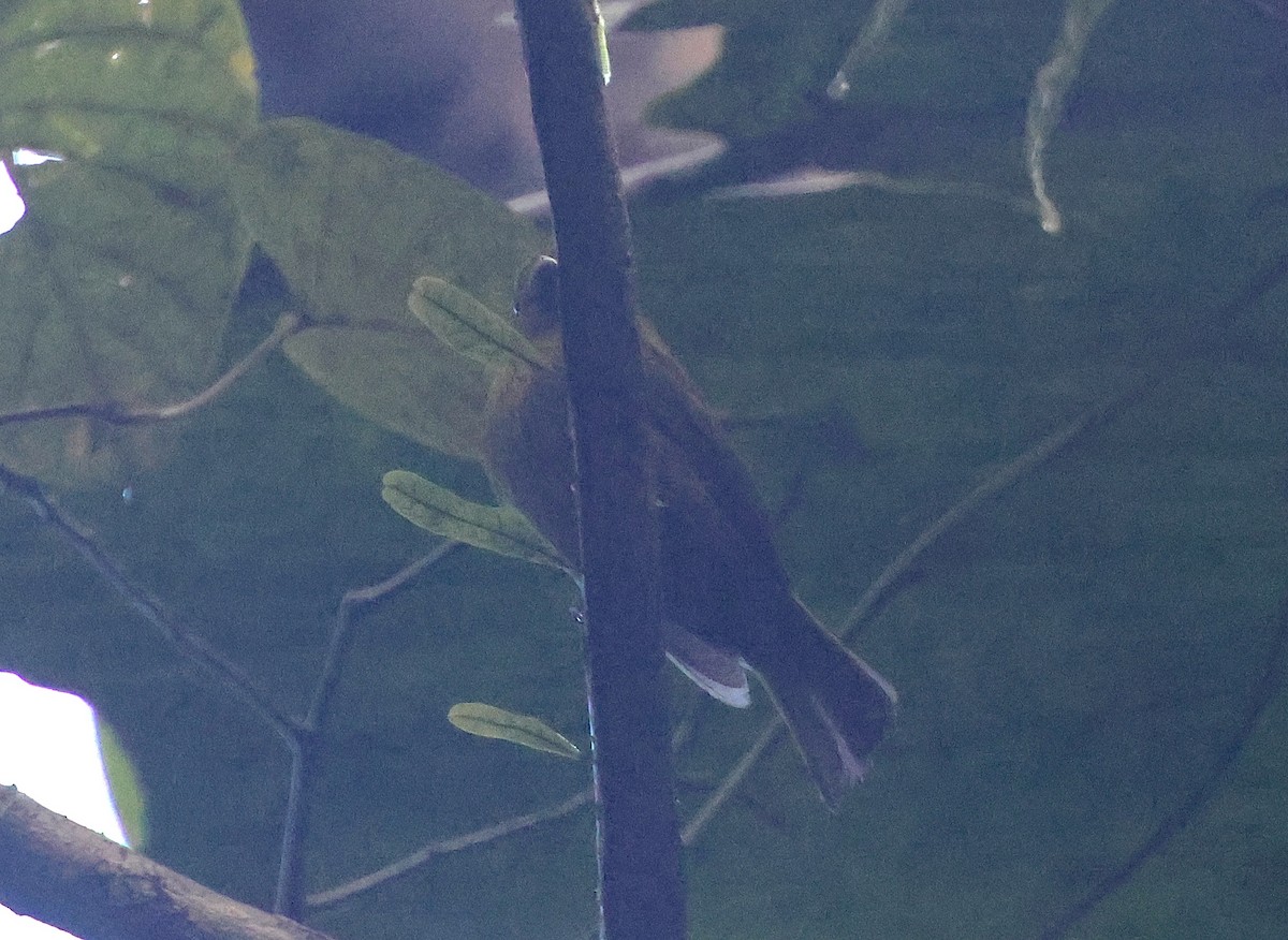 Sapayoa - ML646240219