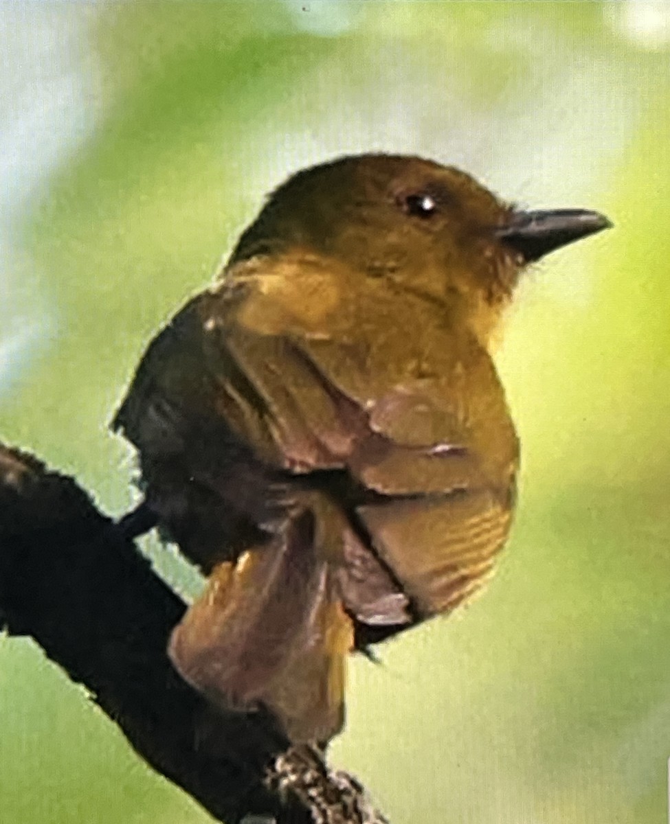 Sapayoa - ML646240220