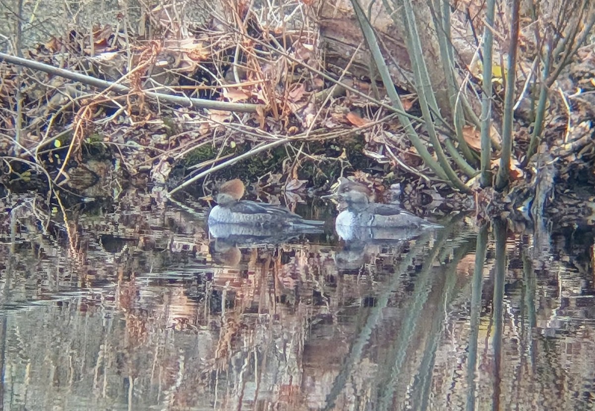 Hooded Merganser - ML646240221