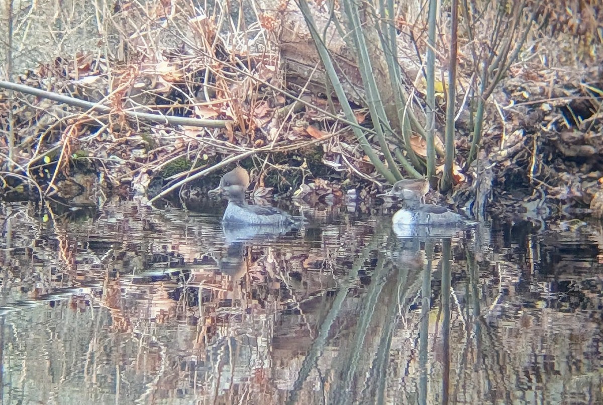 Hooded Merganser - ML646240222