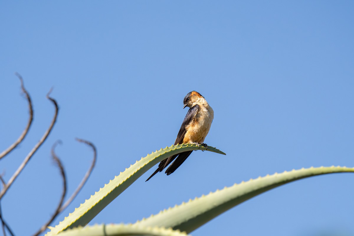 vlaštovka africká - ML646240223