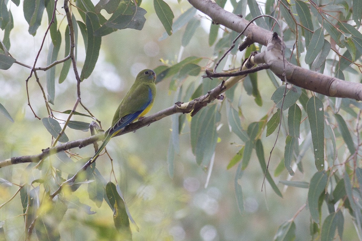 Turquoise Parrot - ML646240225