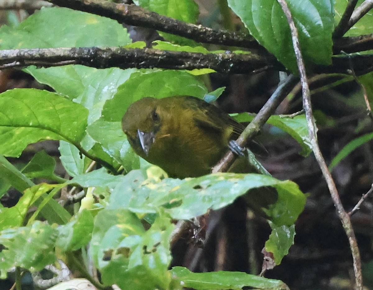 Carmiol's Tanager - ML646240226