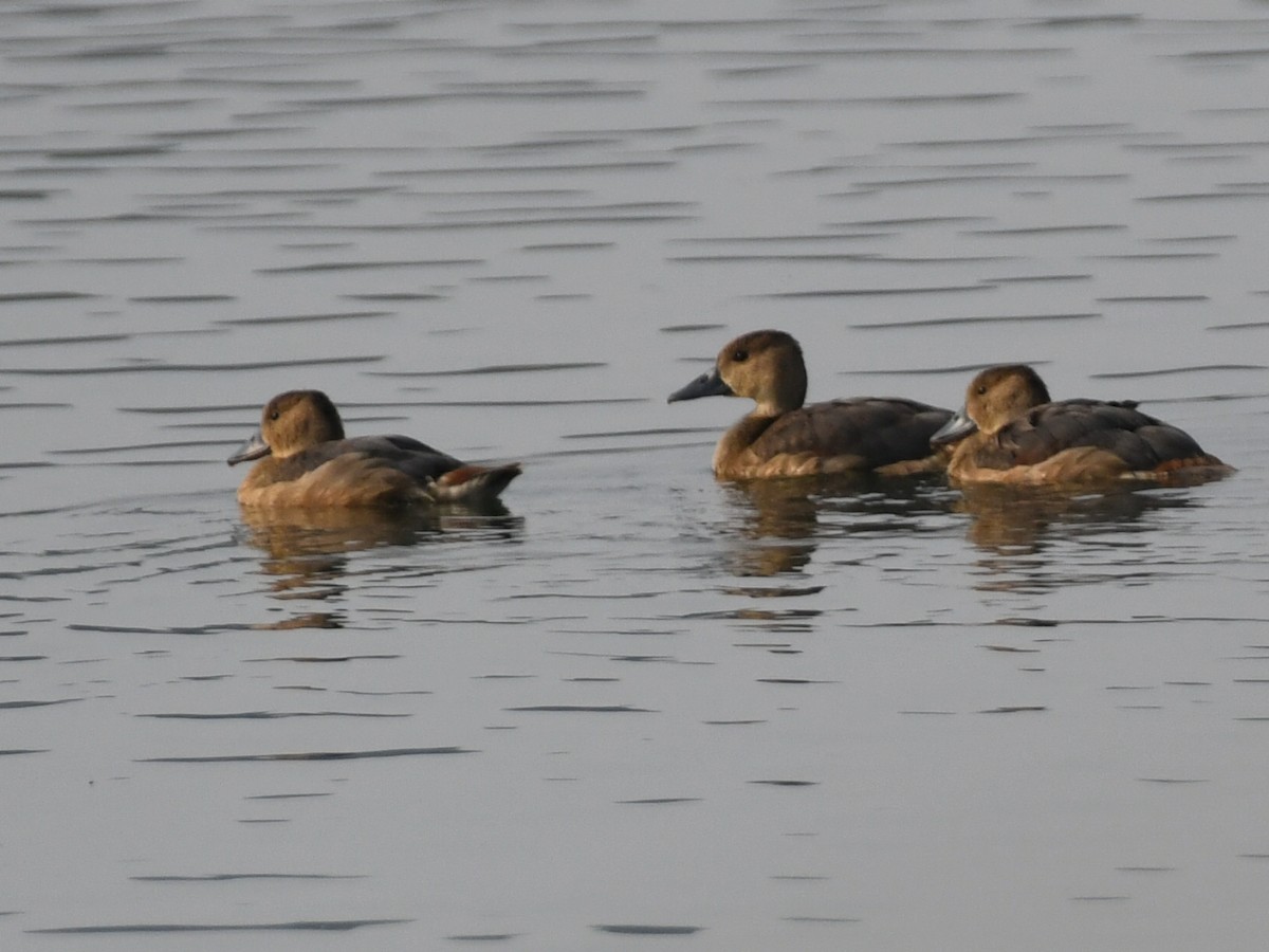 Lesser Whistling-Duck - ML646240227