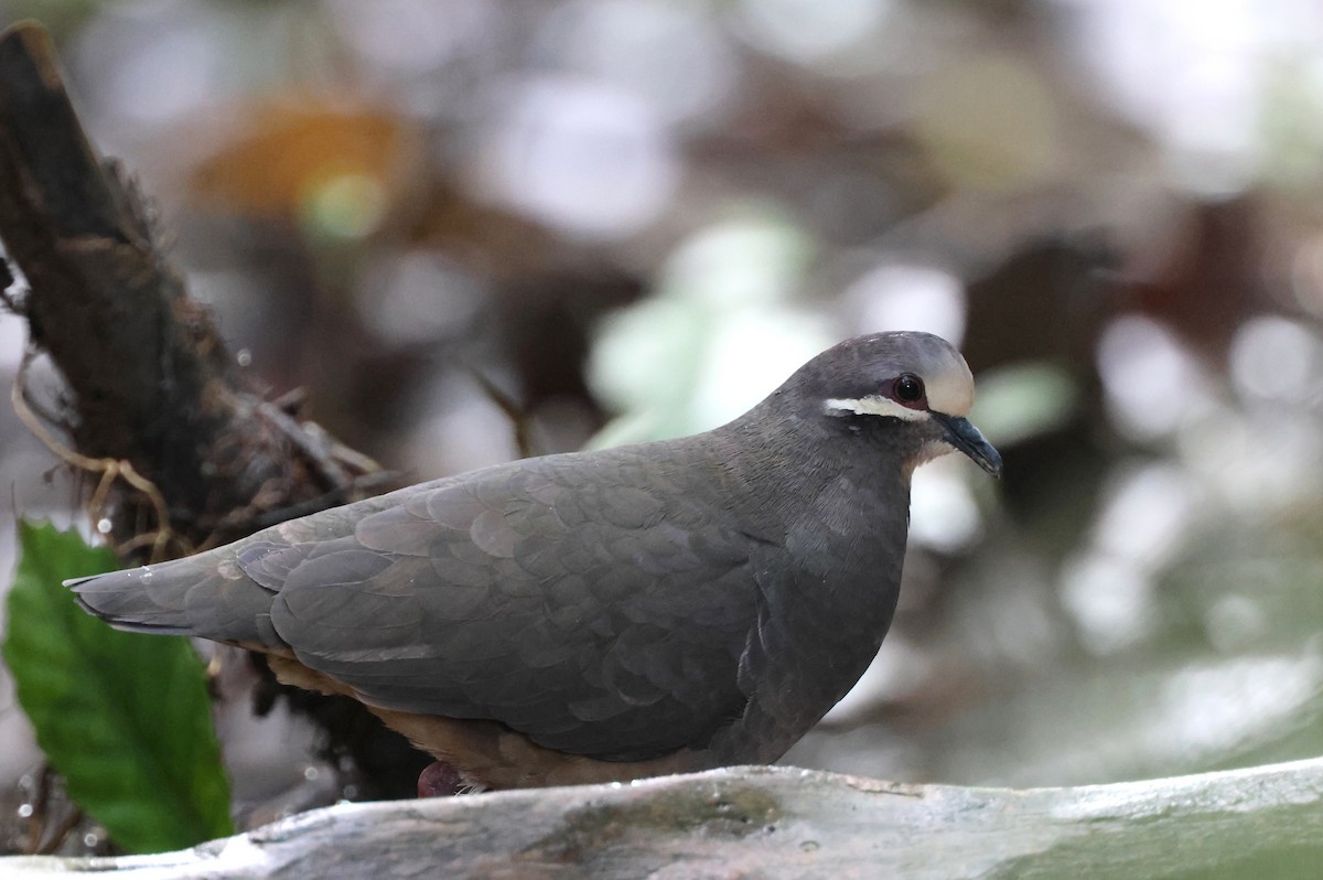 Olive-backed Quail-Dove - ML646240238