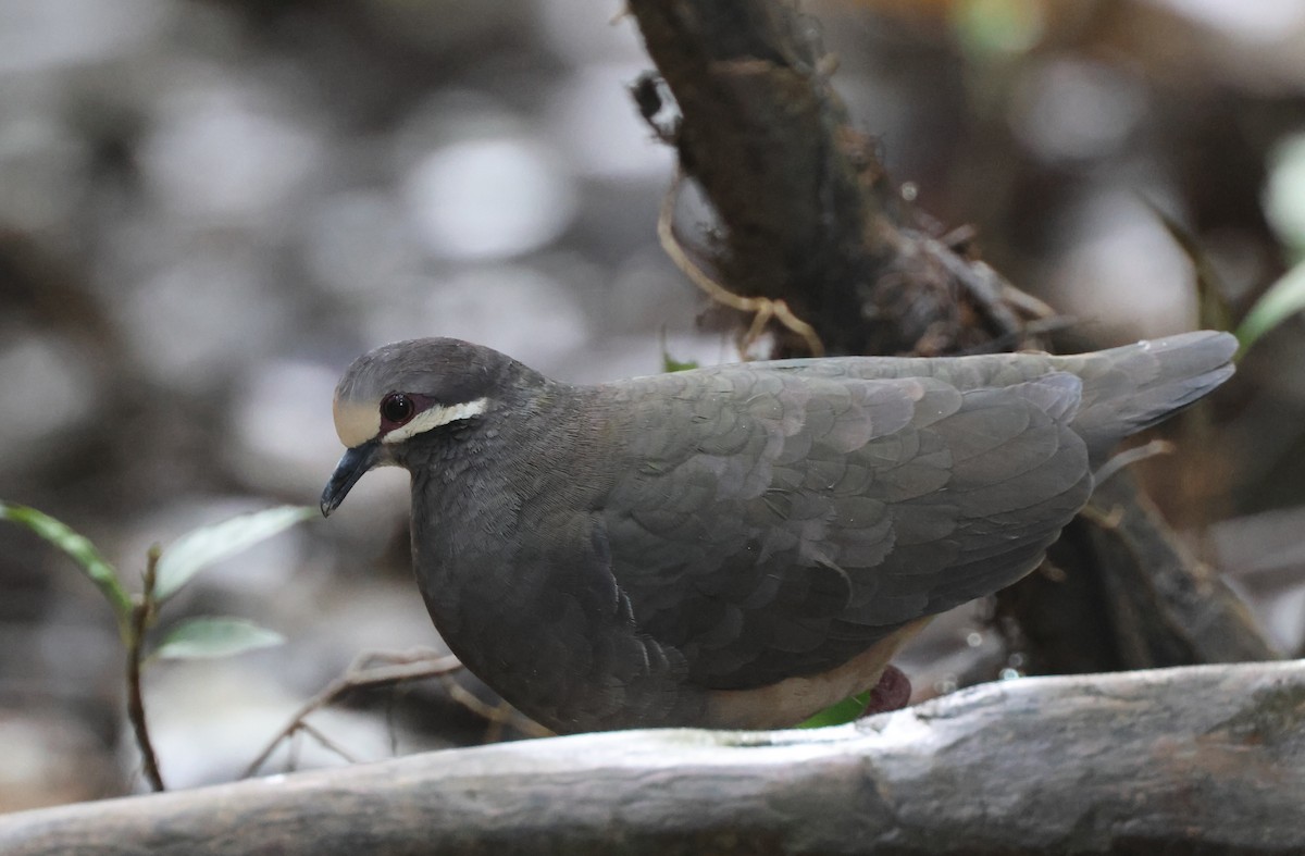 Olive-backed Quail-Dove - ML646240239