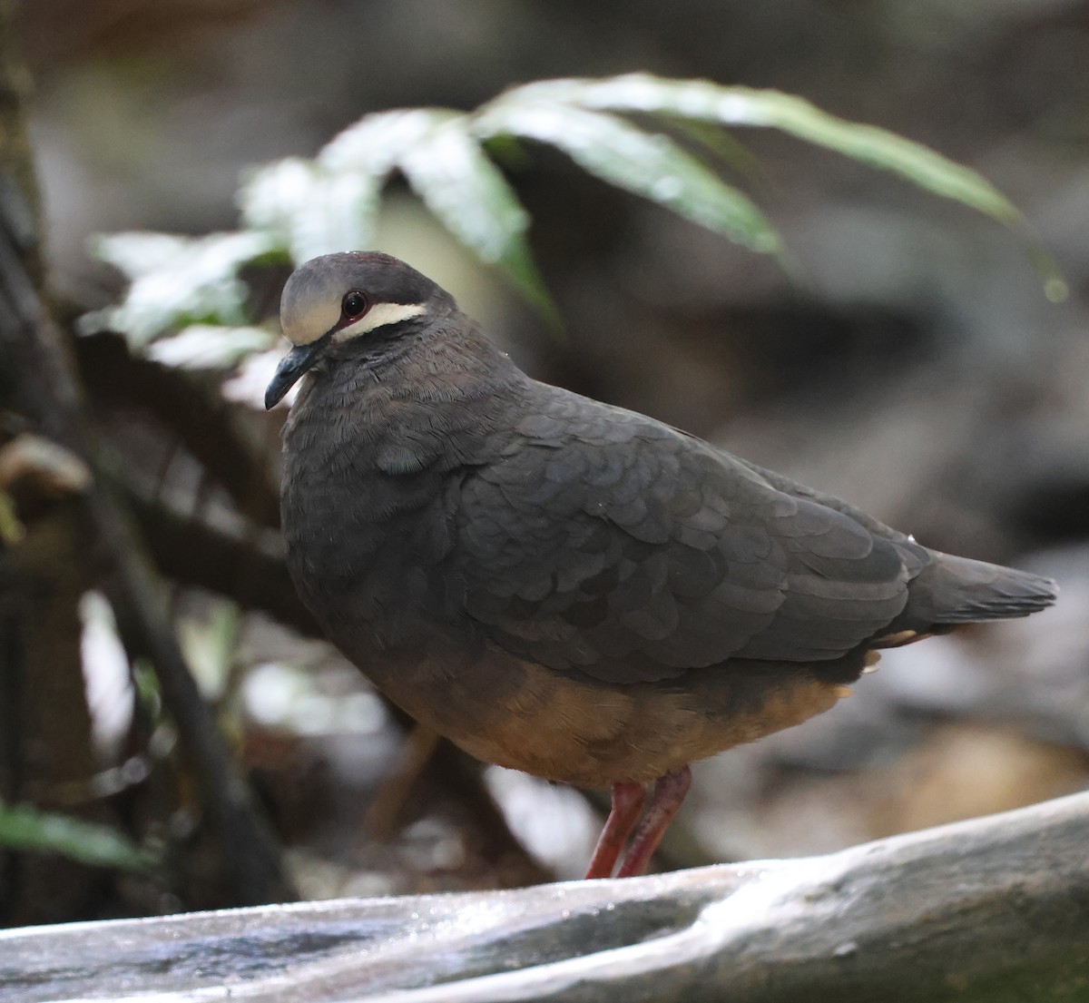 Olive-backed Quail-Dove - ML646240240