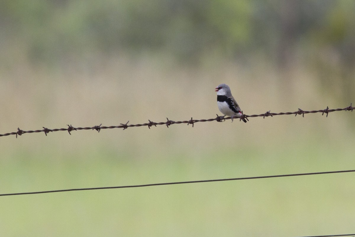 Diamond Firetail - ML646240243