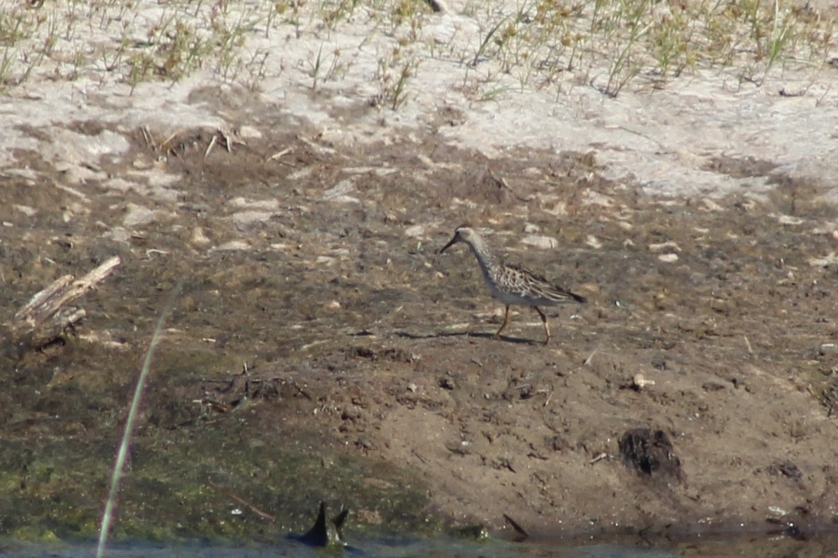 Pectoral Sandpiper - ML646240244