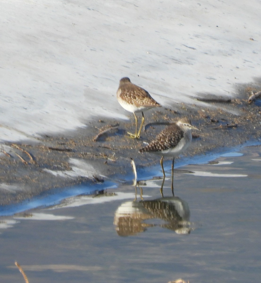 Wood Sandpiper - ML646240246