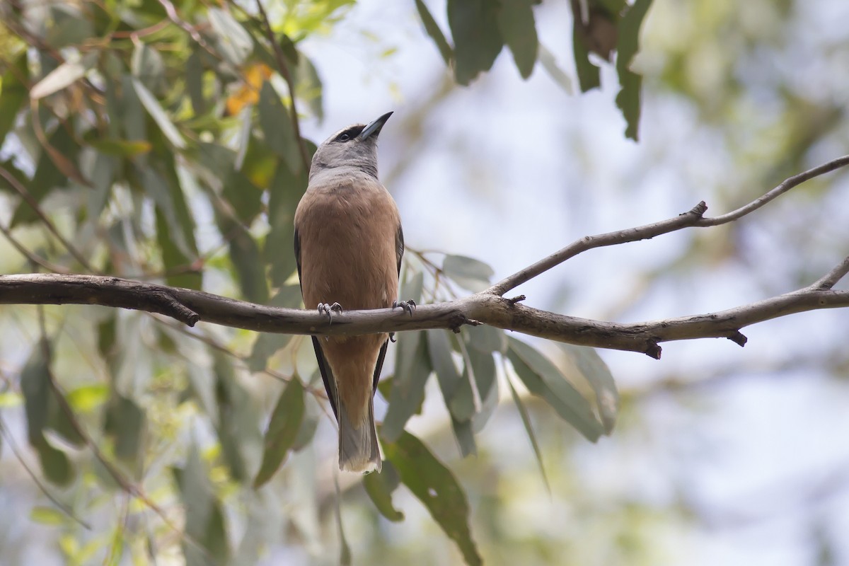 White-browed Woodswallow - ML646240247