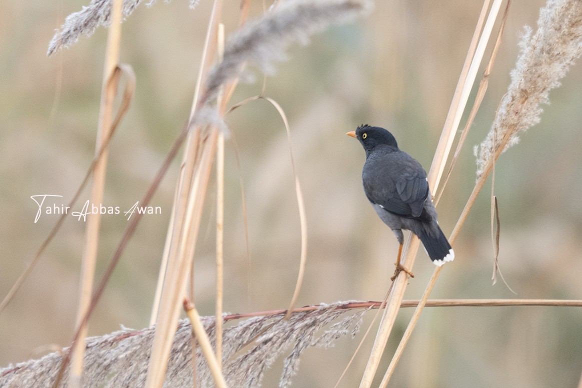 Jungle Myna - ML646240249