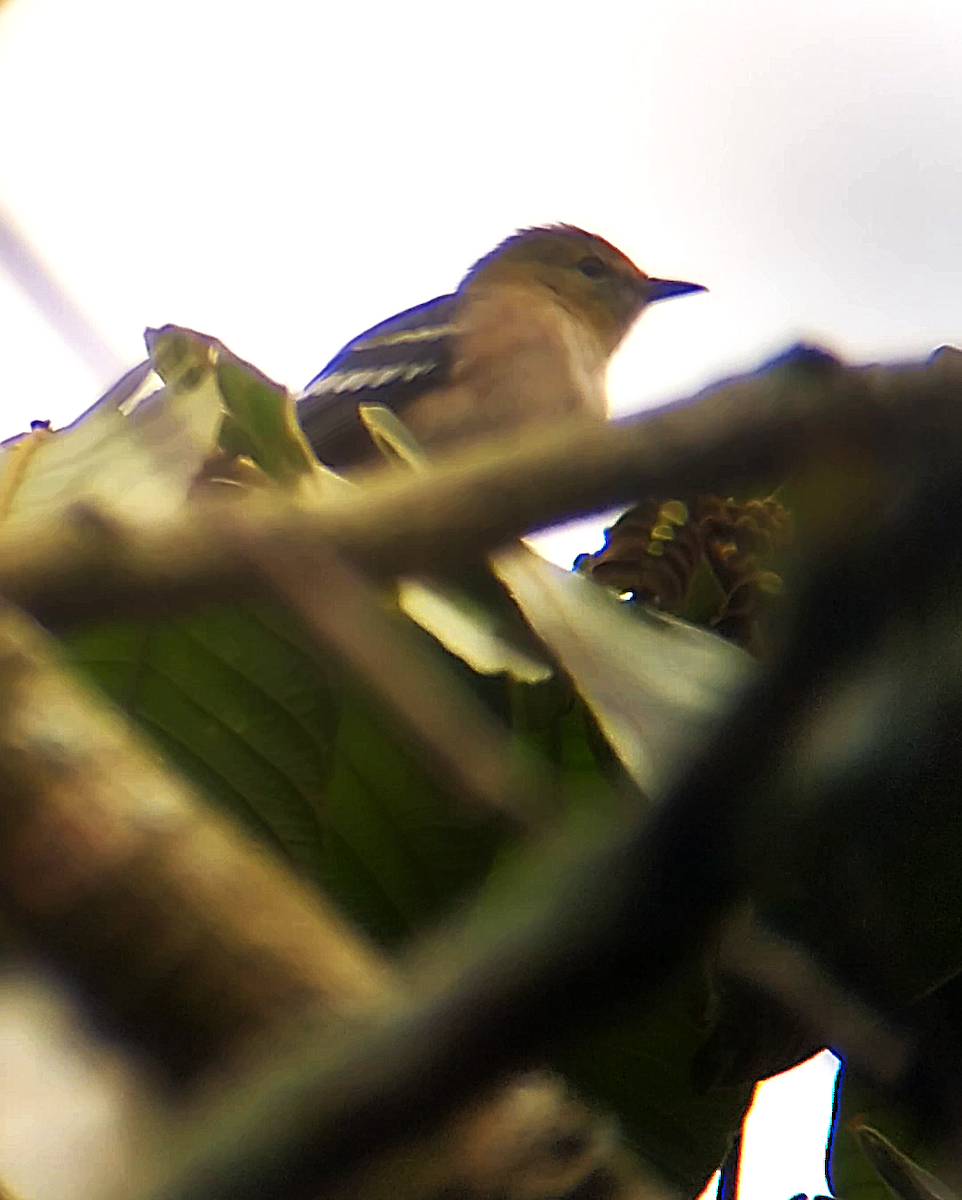 Kestane Gerdanlı Ötleğen - ML646240251