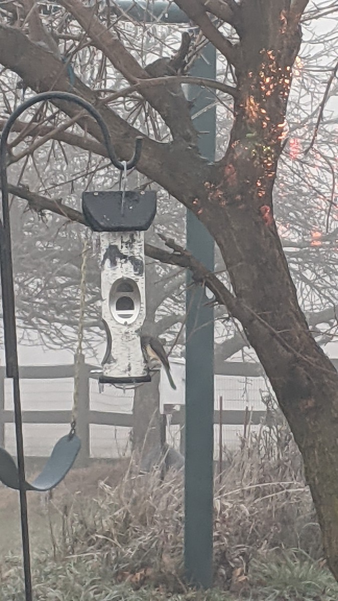 Tufted Titmouse - ML646240253