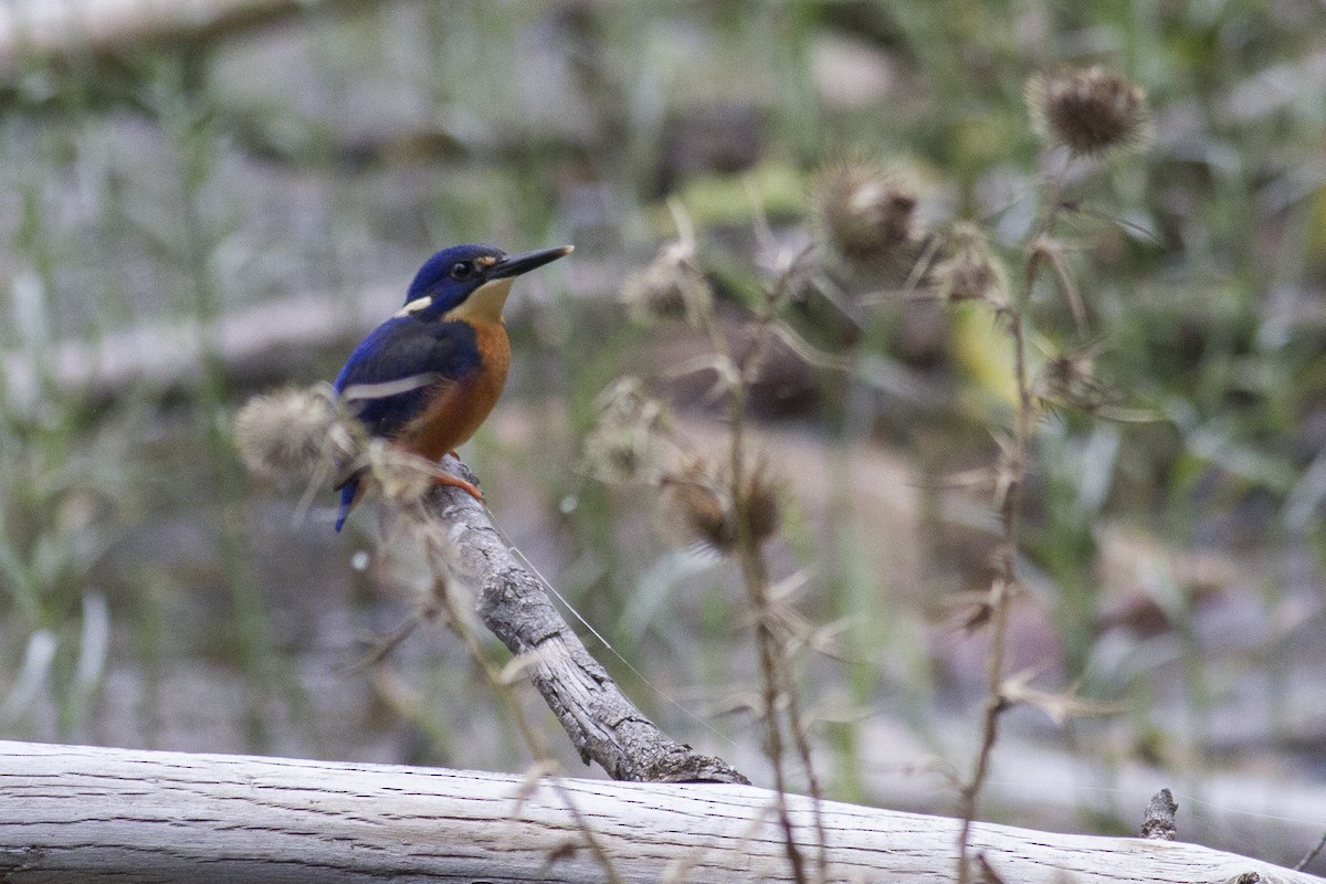 Azure Kingfisher - ML646240254
