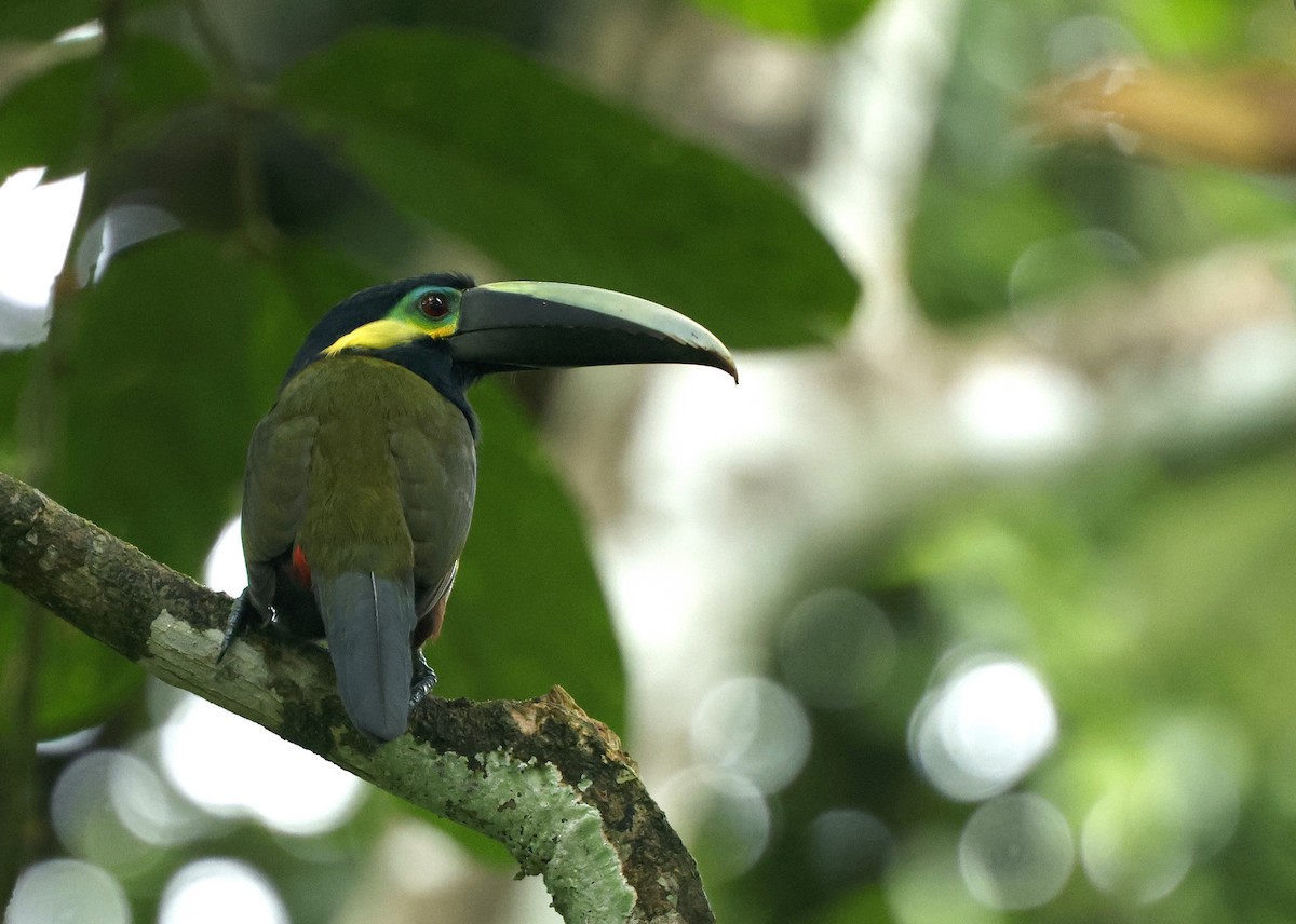 Yellow-eared Toucanet - ML646240255