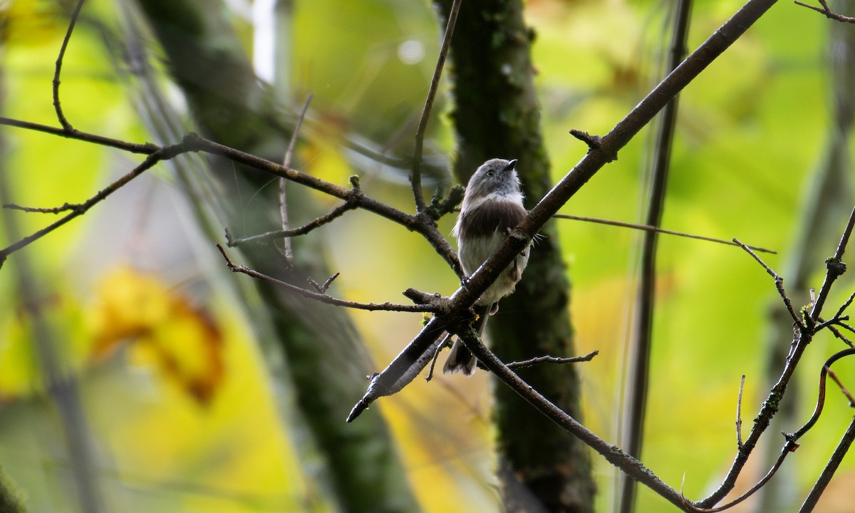 Sooty Tit - ML646240259