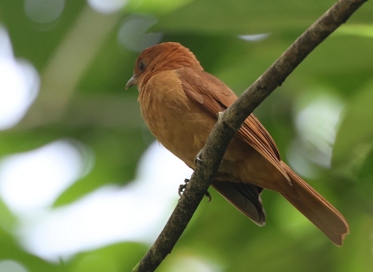 Rufous Piha - ML646240260