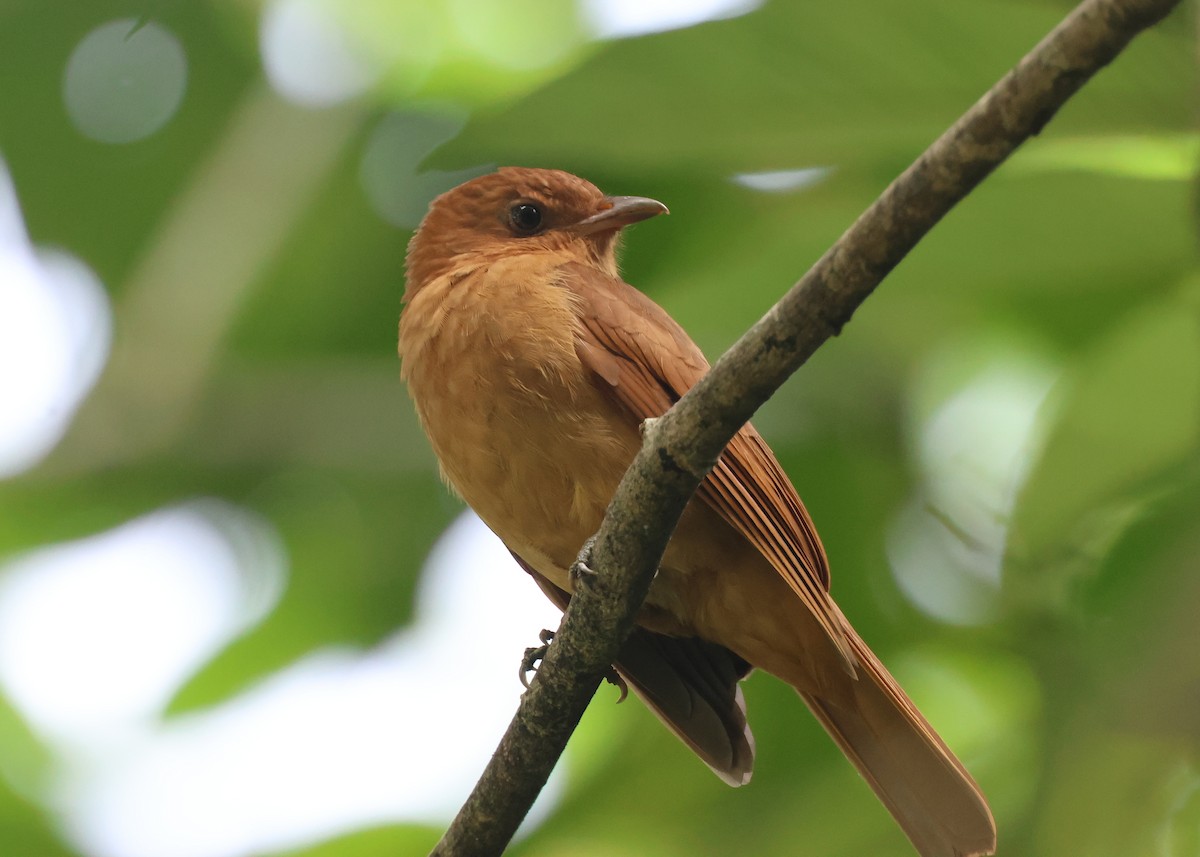 Rufous Piha - ML646240261