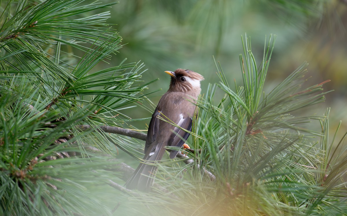 White-collared Yuhina - ML646240262