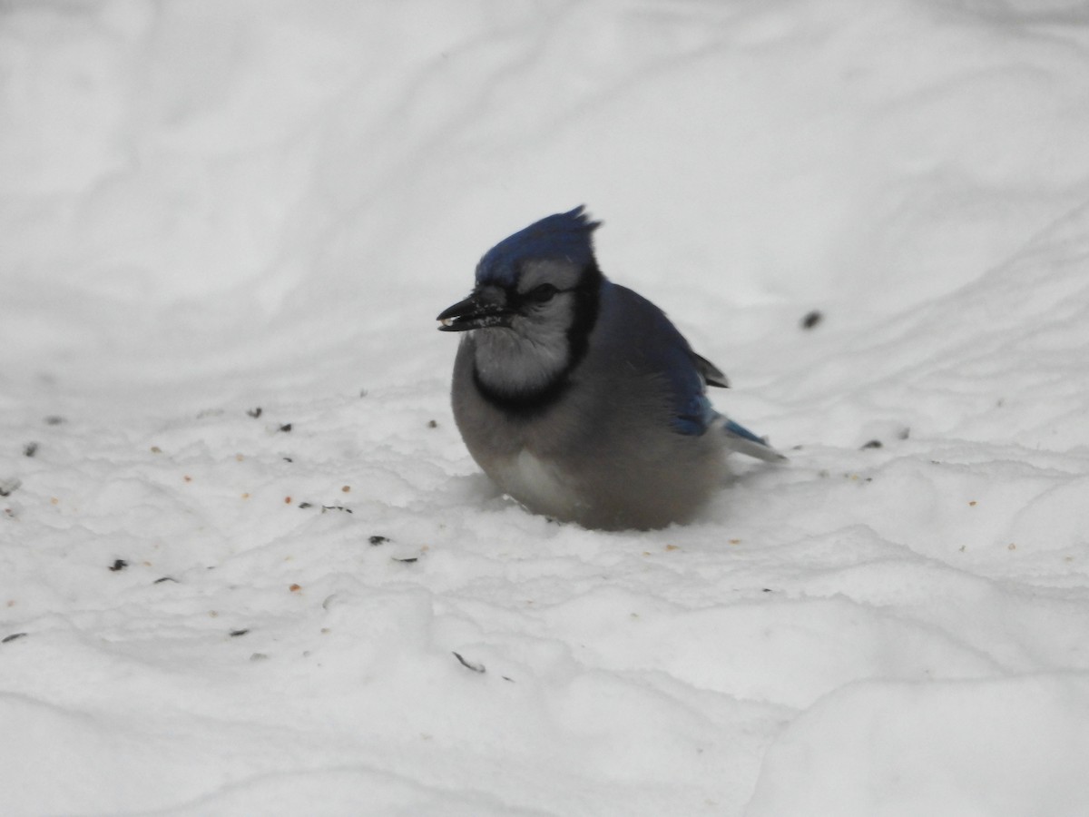 Blue Jay - ML646240263