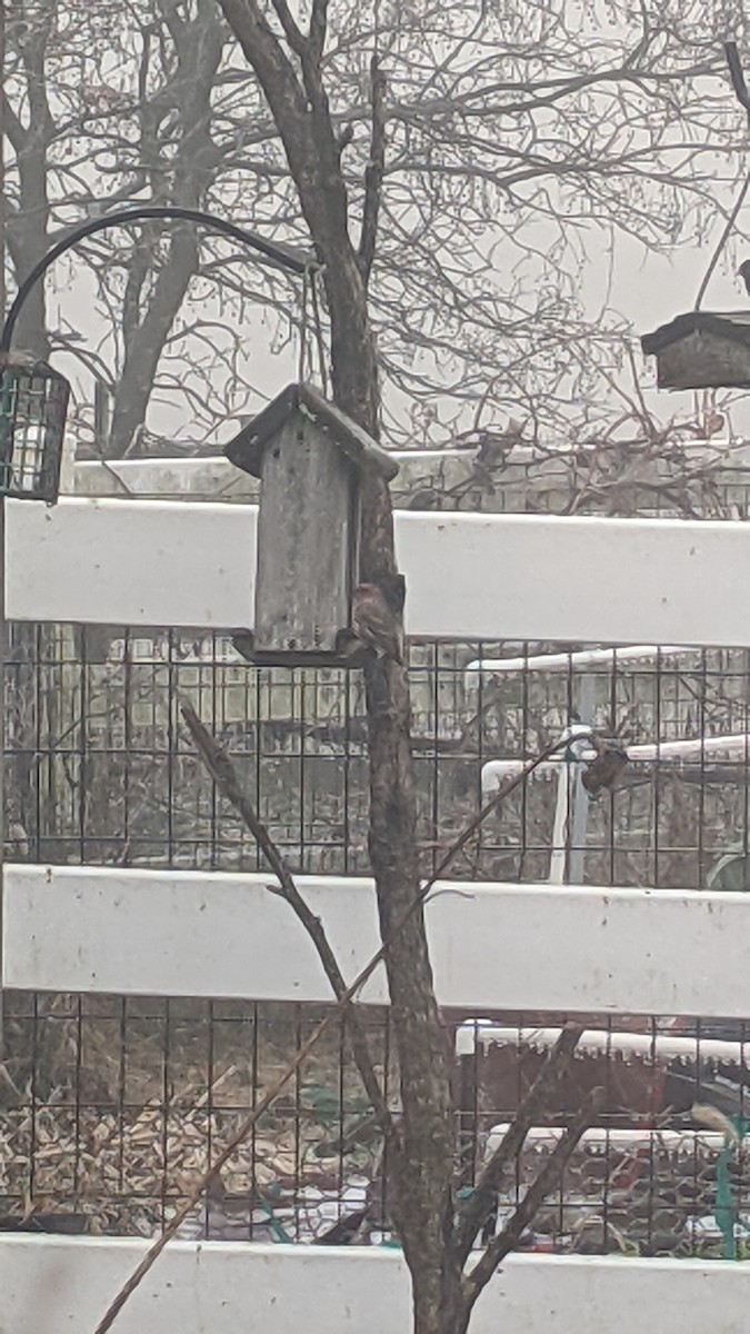 House Finch - ML646240264