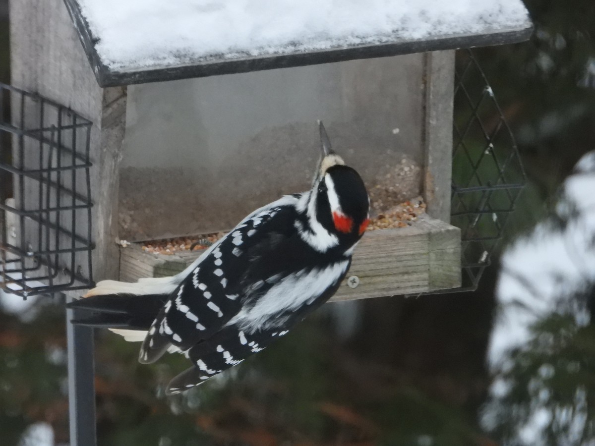 Hairy Woodpecker - ML646240265