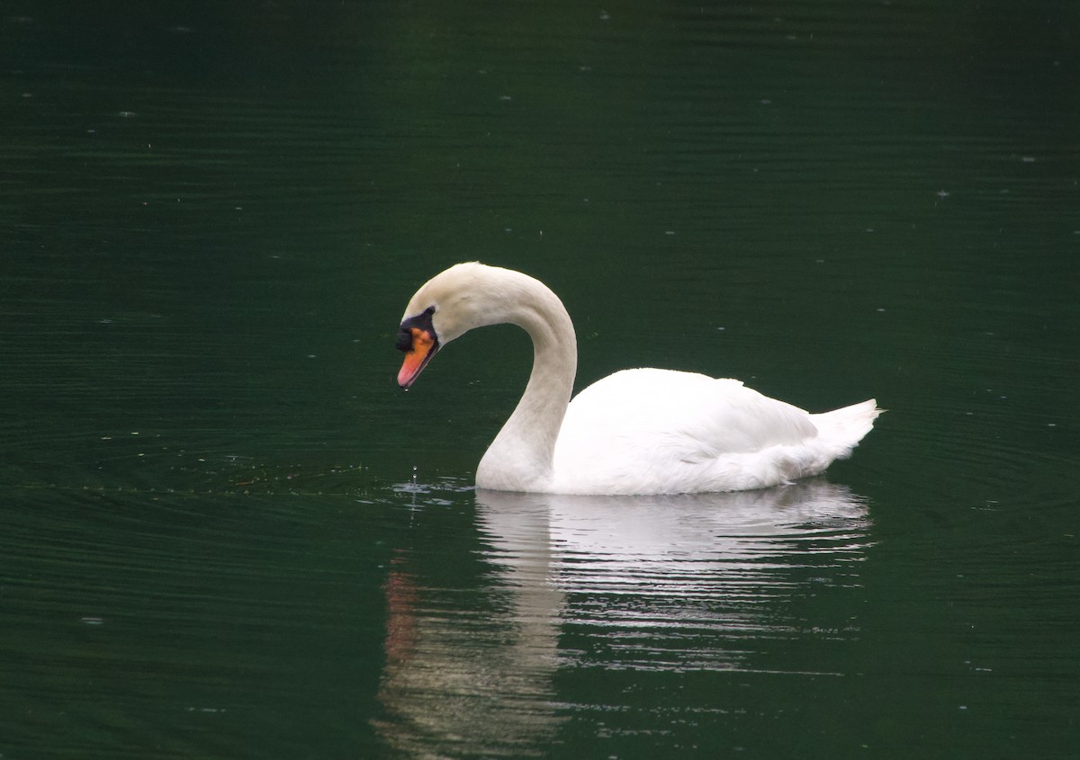 ברבור מצוי - ML646240269