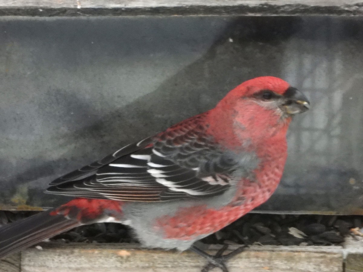 Pine Grosbeak - ML646240277