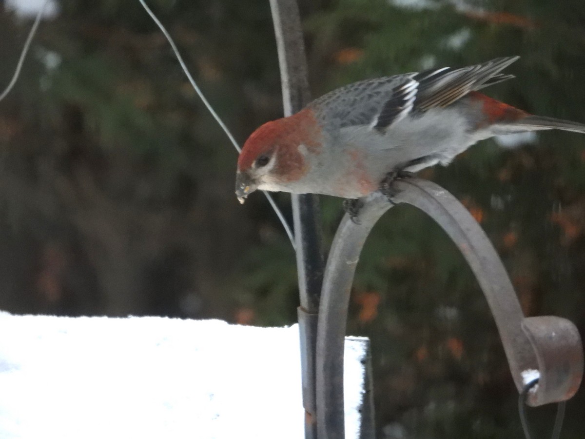 Pine Grosbeak - ML646240278