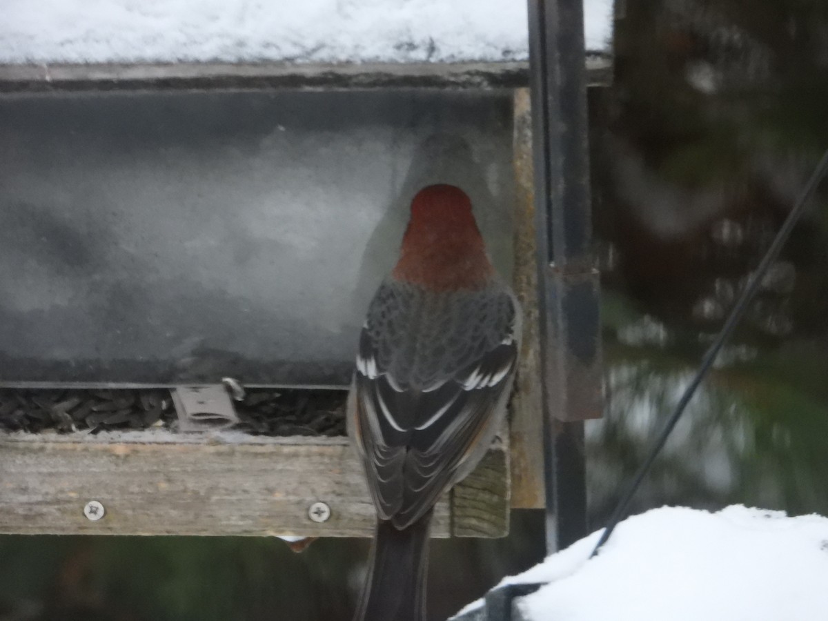 Pine Grosbeak - ML646240282
