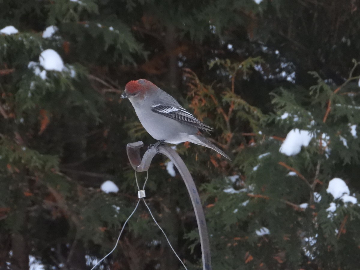 Pine Grosbeak - ML646240283