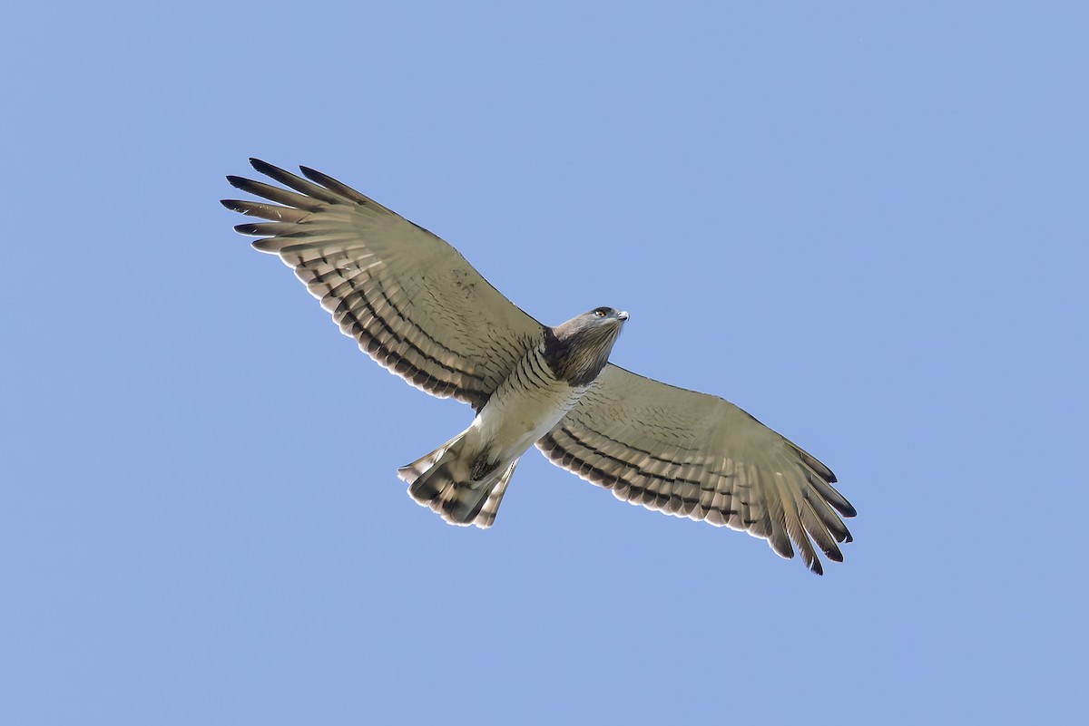 Beaudouin's Snake-Eagle - ML646240284