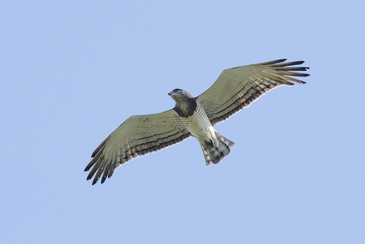 Beaudouin's Snake-Eagle - ML646240285