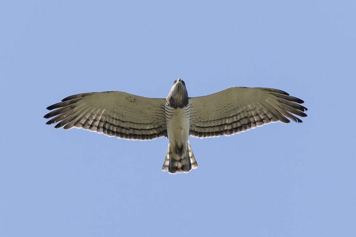 Beaudouin's Snake-Eagle - ML646240287