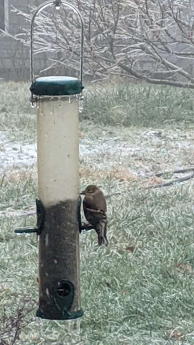 American Goldfinch - ML646240289