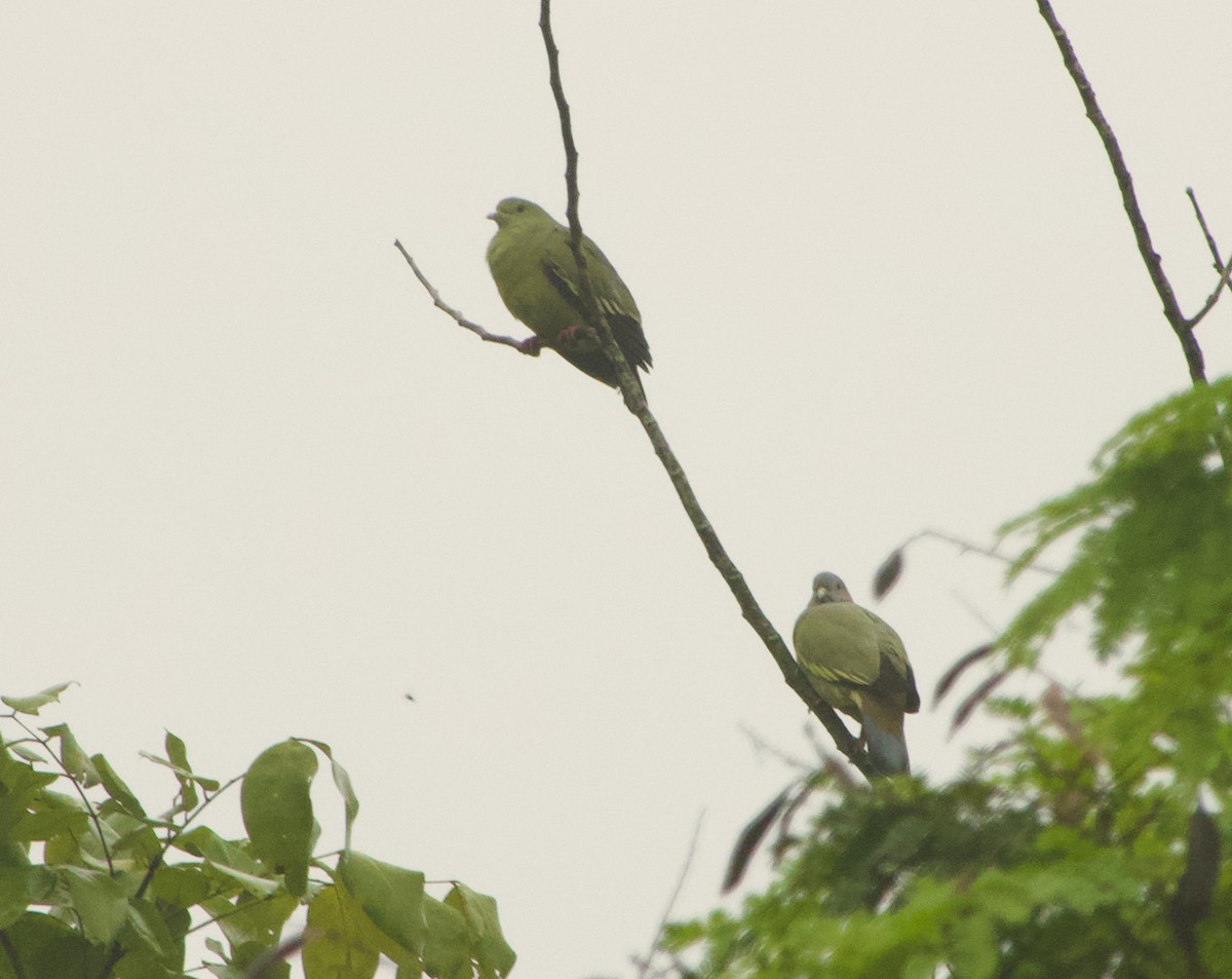 Pink-necked Green-Pigeon - ML646240291