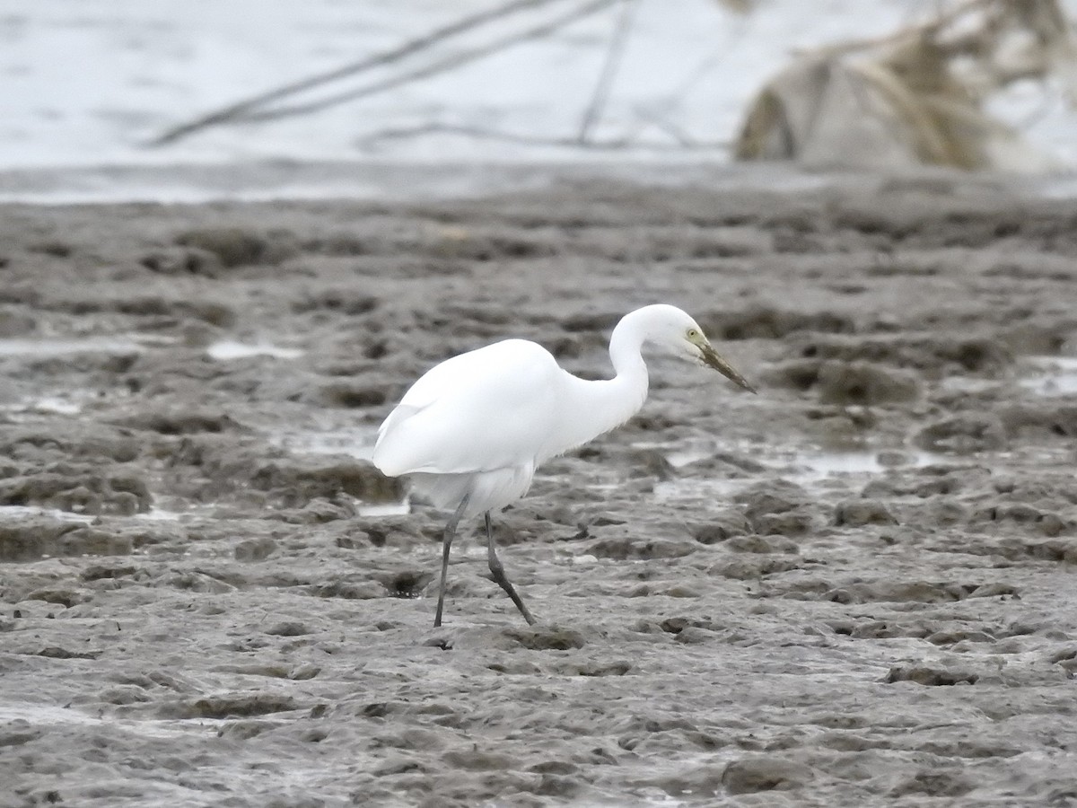 Medium Egret - ML646240296